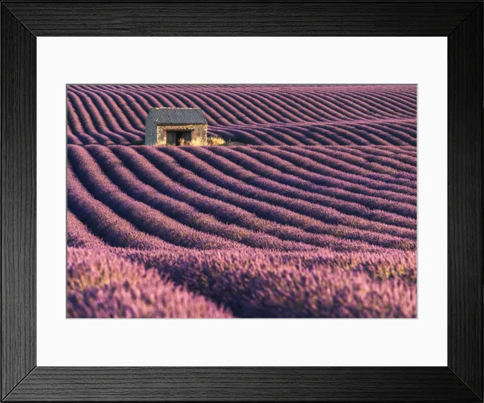 Framed Print : A lonely abandoned farmhouse in the middle of lavenders fields, Provence, France Framed Print : A lonely abandoned farmhouse in the middle of lavenders fields, Provence, France