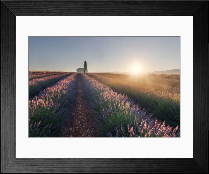Framed Print : A lonely farmhouse in the middle of lavenders fields at sunrise, Provence, France Framed Print : A lonely farmhouse in the middle of lavenders fields at sunrise, Provence, France