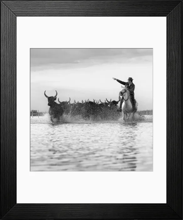 Framed Print : Europe, France, Provence-Alpes-Caza'te d Azur, Bouches-du-Rhone, Camargue Framed Print : Europe, France, Provence-Alpes-Caza'te d Azur, Bouches-du-Rhone, Camargue