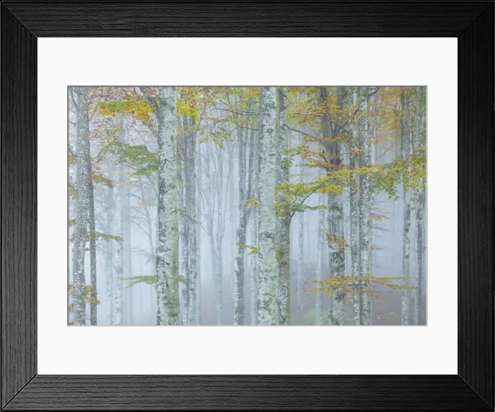 Framed Print : Cansiglio forest in autumn, Belluno district, Cansiglio Forest, Veneto, Italy Framed Print : Cansiglio forest in autumn, Belluno district, Cansiglio Forest, Veneto, Italy