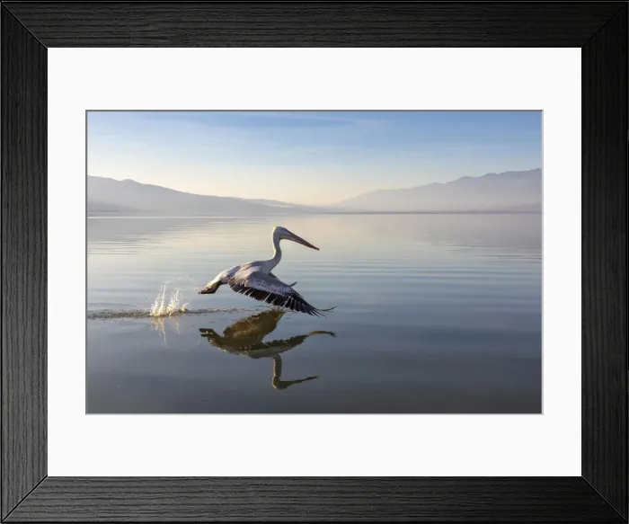 Framed Print : A Dalmatian pelican flies across lake Kerkini, Lake Kerkini National Park, Serres, Greece