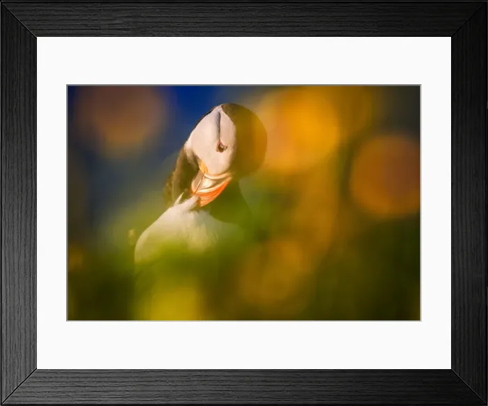Framed Print : Puffin at sunset in summer, Borgarfjordur Eystri, Iceland