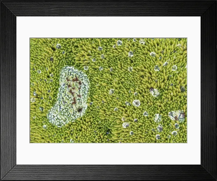 Framed Print : Close up of wet moss in the Icelandic Highlands Framed Print : Close up of wet moss in the Icelandic Highlands