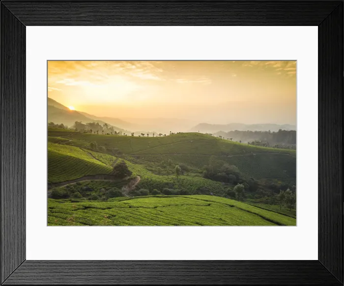 Framed Print : India, Kerala, Munnar, View over tea estates at sunrise