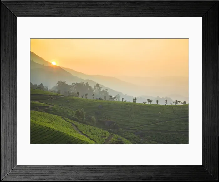 Framed Print : India, Kerala, Munnar, View over tea estates at sunrise Framed Print : India, Kerala, Munnar, View over tea estates at sunrise