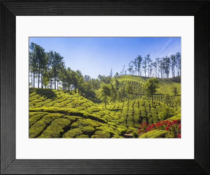 Framed Print : India, Kerala, Munnar, Tea Estate Framed Print : India, Kerala, Munnar, Tea Estate