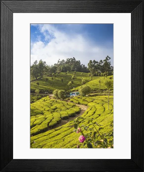 Framed Print : India, Kerala, Munnar, Tea estate Framed Print : India, Kerala, Munnar, Tea estate