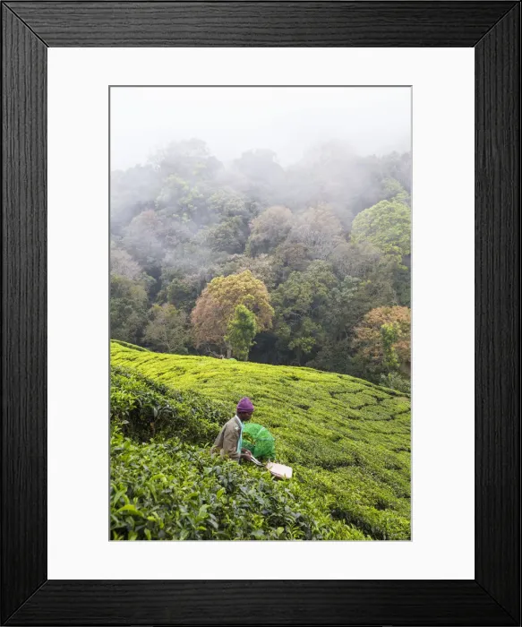 Framed Print : India, Kerala, Munnar, Tea pickers Framed Print : India, Kerala, Munnar, Tea pickers