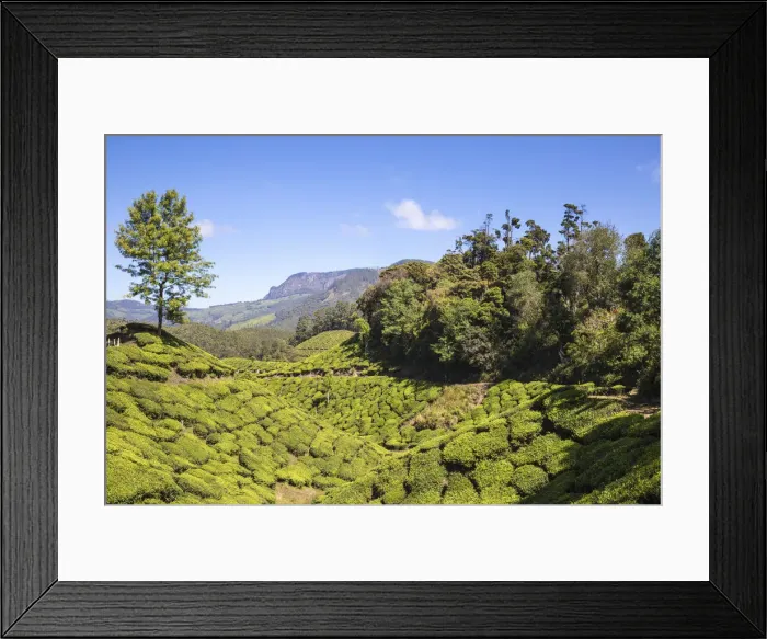 Framed Print : India, Kerala, Munnar, Tea estate Framed Print : India, Kerala, Munnar, Tea estate