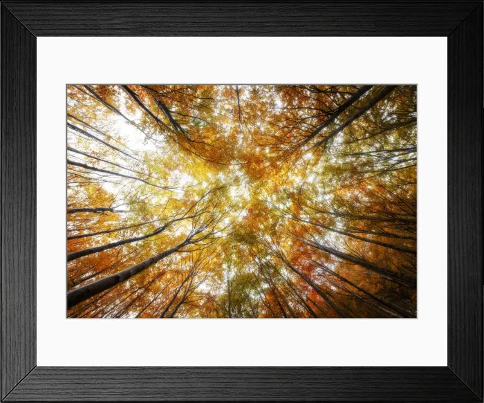 Framed Print : Wide perspective of the forest during the autumn foliage, Tuscany, Italy Framed Print : Wide perspective of the forest during the autumn foliage, Tuscany, Italy