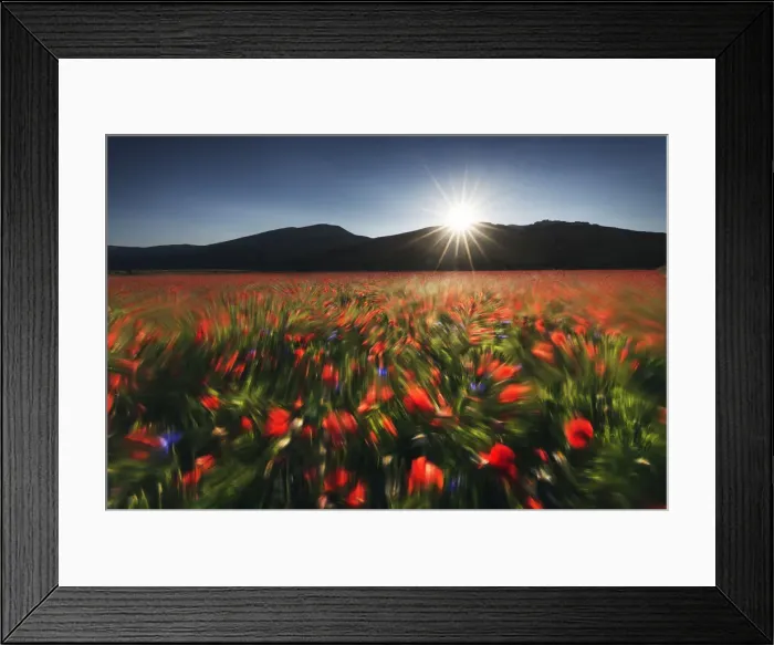 Framed Print : Summer wildflowers at sunset in Castelluccio di Norcia, Umbria, Italy Framed Print : Summer wildflowers at sunset in Castelluccio di Norcia, Umbria, Italy