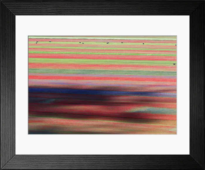 Framed Print : Summer wildflowers at sunset in Castelluccio di Norcia, Umbria, Italy Framed Print : Summer wildflowers at sunset in Castelluccio di Norcia, Umbria, Italy