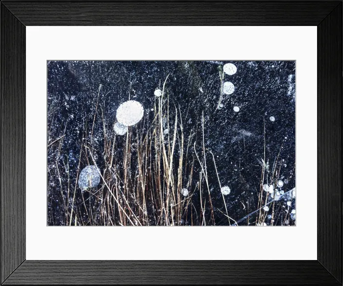 Framed Print : Frozen tufts of grass beneath the frozen surface of a lake, Emilia Romagna, Italy Framed Print : Frozen tufts of grass beneath the frozen surface of a lake, Emilia Romagna, Italy