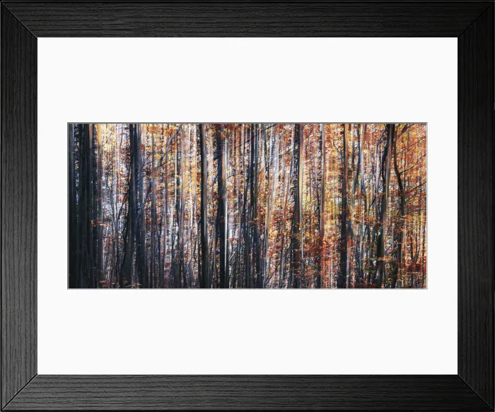 Framed Print : Abstract view of trees during autumn foliage in Tuscany, Italy Framed Print : Abstract view of trees during autumn foliage in Tuscany, Italy