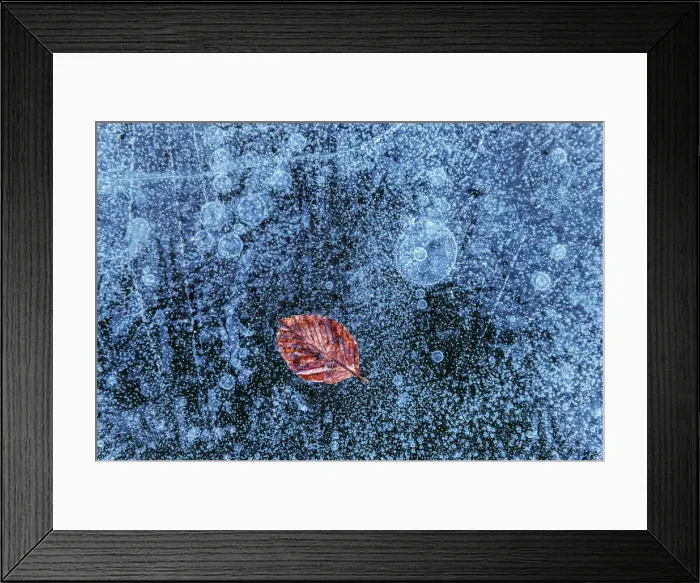 Framed Print : A lone leaf trapped in the ice on a frozen lake surface, Emilia Romagna, Italy Framed Print : A lone leaf trapped in the ice on a frozen lake surface, Emilia Romagna, Italy