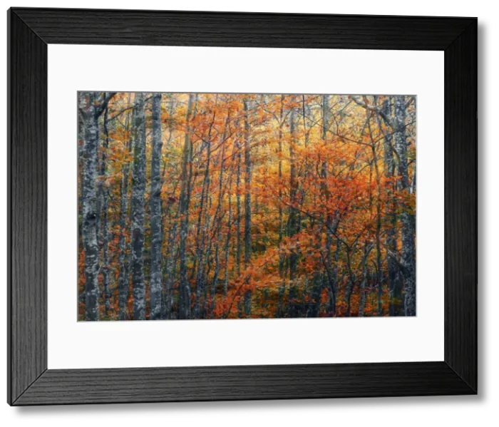 Framed Print : Abstract view of trees during autumn foliage in Emilia Romagna, Italy Framed Print : Abstract view of trees during autumn foliage in Emilia Romagna, Italy