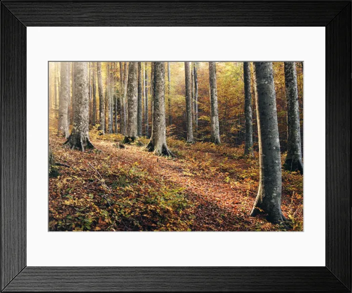 Framed Print : Forest in central Appennines during the autumn foliage, Emilia Romagna, Italy Framed Print : Forest in central Appennines during the autumn foliage, Emilia Romagna, Italy
