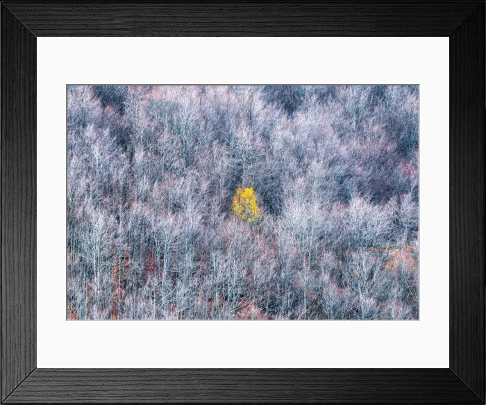 Framed Print : Lone tree in a dead forest, Appennines, Tuscany, Italy Framed Print : Lone tree in a dead forest, Appennines, Tuscany, Italy