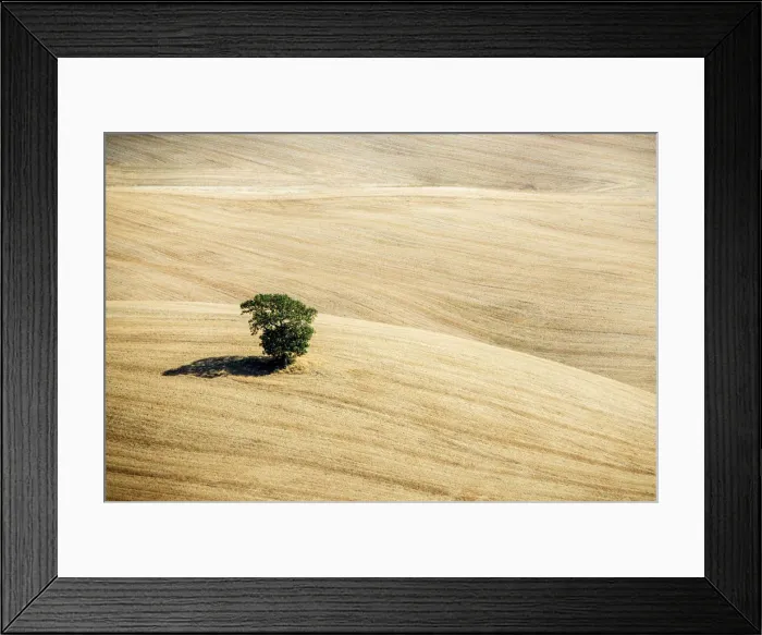 Framed Print : Lone tree after the summer harvest, Val d Orcia, Tuscany, Italy Framed Print : Lone tree after the summer harvest, Val d Orcia, Tuscany, Italy