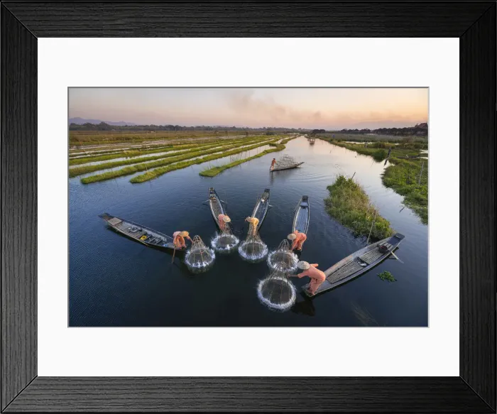 Framed Print : High angle of five traditional fishermen fishing together using conical nets, Lake Inle Framed Print : High angle of five traditional fishermen fishing together using conical nets, Lake Inle
