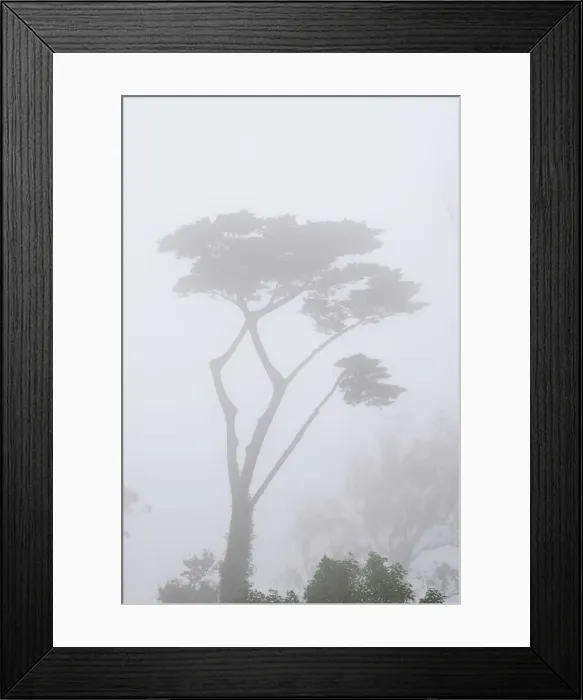 Framed Print : A cypress on the mountain on a misty day. Sintra Cascais Nature Park Framed Print : A cypress on the mountain on a misty day. Sintra Cascais Nature Park