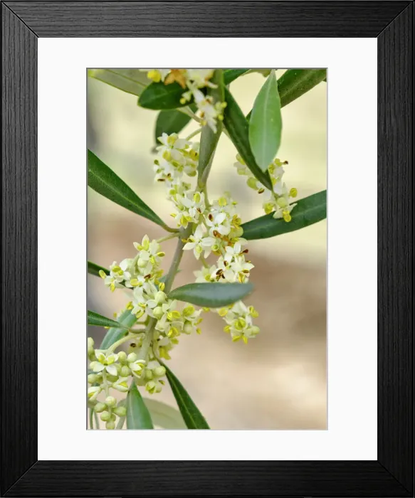 Framed Print : Olive tree Spring blossom. Palmela. Portugal Framed Print : Olive tree Spring blossom. Palmela. Portugal