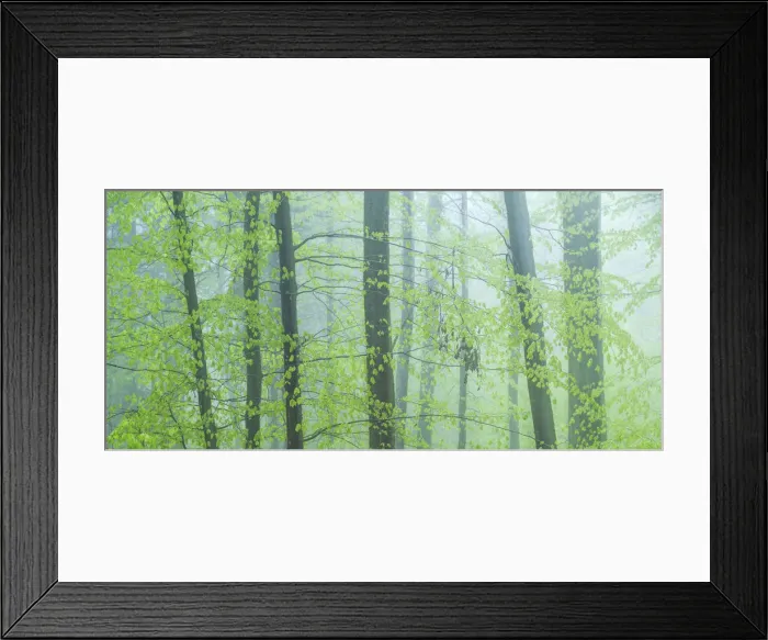 Framed Print : Forest immersed in fog during spring, Slovenia Framed Print : Forest immersed in fog during spring, Slovenia