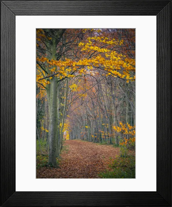 Framed Print : UK, England, Cambridge, Wandlebury Ring Country Park, Autumn