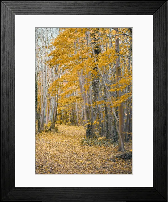 Framed Print : UK, England, Cambridge, Wandlebury Ring Country Park, Autumn