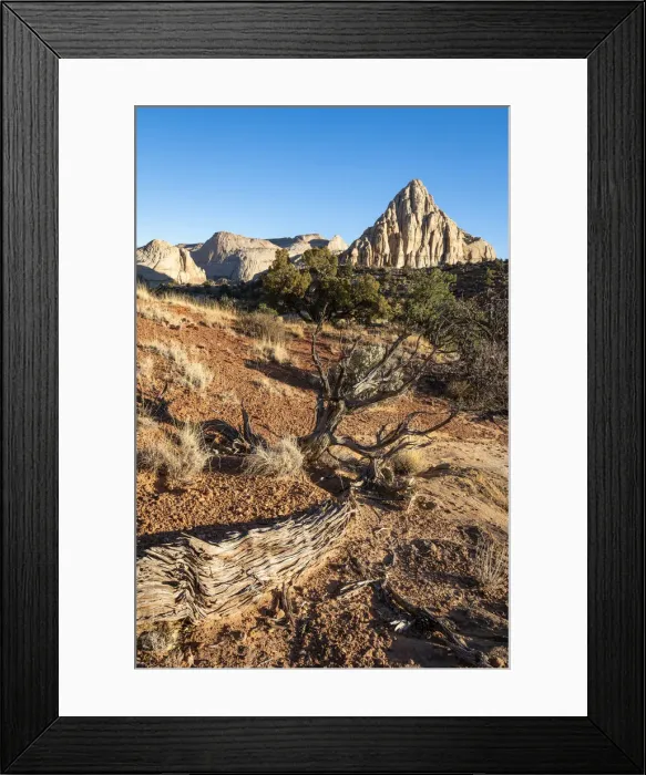 Framed Print : Bushes near Pectols Pyramid against clear sky, Capitol Reef National Park, Utah Framed Print : Bushes near Pectols Pyramid against clear sky, Capitol Reef National Park, Utah
