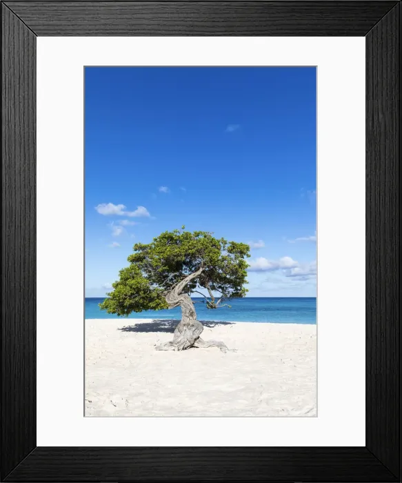 Framed Print : Caribbean, Aruba, Eagle Beach, A Fofoti'tree at Eagle Beach Framed Print : Caribbean, Aruba, Eagle Beach, A Fofoti'tree at Eagle Beach
