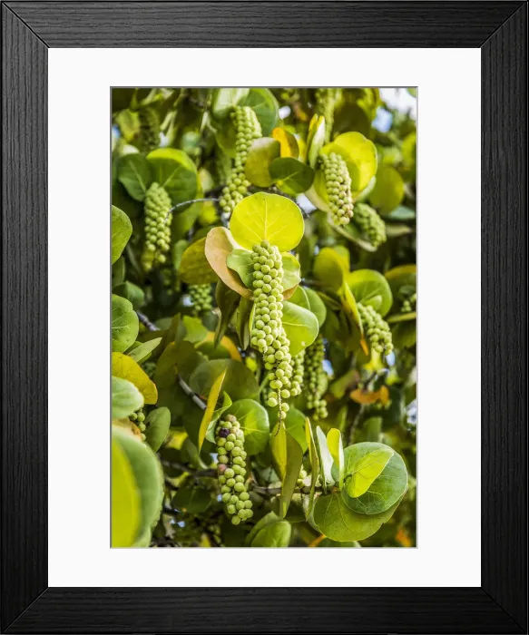 Framed Print : Caribbean, Aruba, Eagle Beach, Sea grape (Coccoloba Uvifera) on Eagle Beach Framed Print : Caribbean, Aruba, Eagle Beach, Sea grape (Coccoloba Uvifera) on Eagle Beach