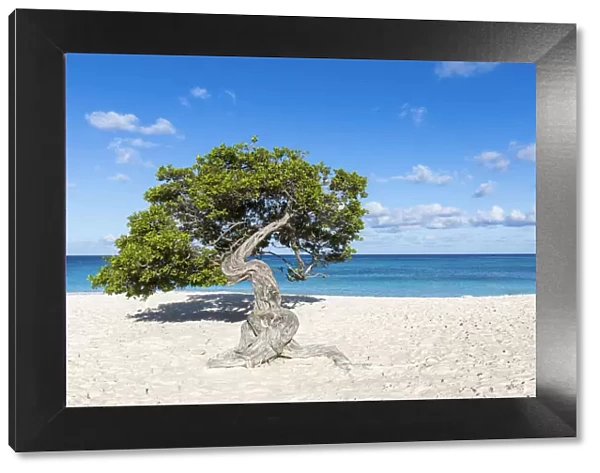 Caribbean, Aruba, Eagle Beach, A 'Fofoti'tree at Eagle Beach