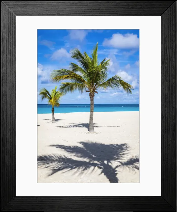 Framed Print : Caribbean, Aruba, Oranjestad, Palm trees on Eagle Beach Framed Print : Caribbean, Aruba, Oranjestad, Palm trees on Eagle Beach