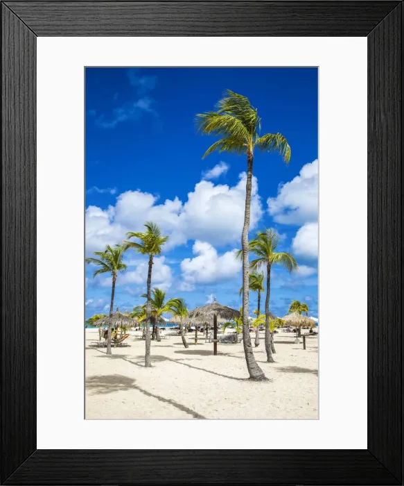 Framed Print : Caribbean, Aruba, Oranjestad, Palm trees on Eagle Beach Framed Print : Caribbean, Aruba, Oranjestad, Palm trees on Eagle Beach