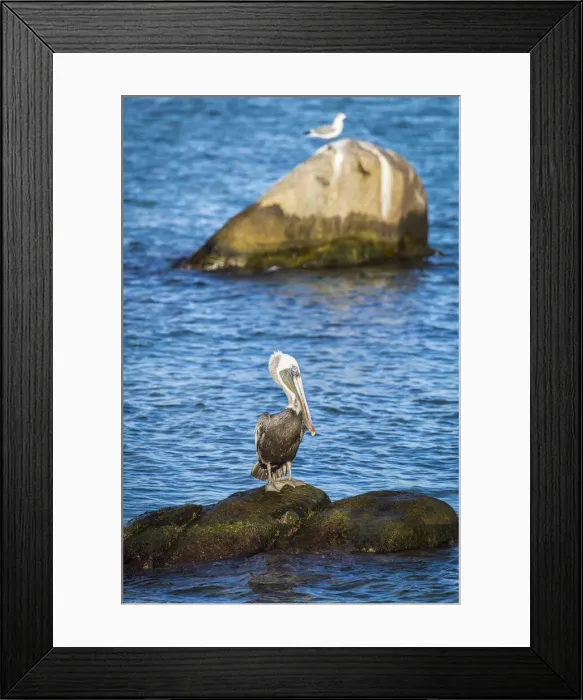 Framed Print : Caribbean, Aruba, Arashi Beach, A brown pellican in the area of Arashi Beach Framed Print : Caribbean, Aruba, Arashi Beach, A brown pellican in the area of Arashi Beach