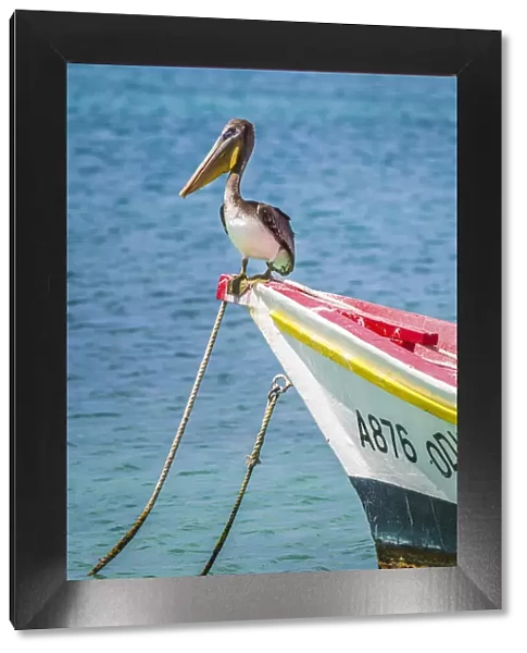 Caribbean, Aruba, San Nicolas District, Pellican on a boat in Rodgers Beach