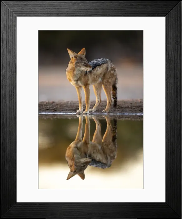Framed Print : Black Backed Jackal, Kalahari Desert, Botswana Framed Print : Black Backed Jackal, Kalahari Desert, Botswana