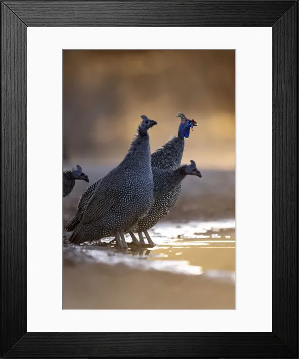 Framed Print : Helmeted Guinea Fowl, Kalahari Desert, Botswana Framed Print : Helmeted Guinea Fowl, Kalahari Desert, Botswana