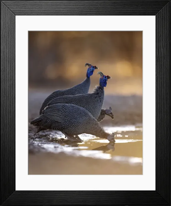 Framed Print : Helmeted Guinea Fowl, Kalahari Desert, Botswana Framed Print : Helmeted Guinea Fowl, Kalahari Desert, Botswana