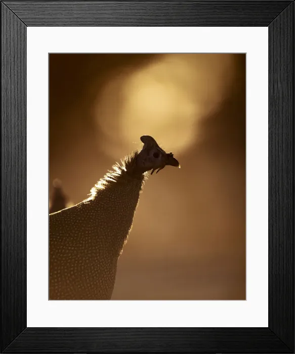 Framed Print : Helmeted Guinea Fowl, Kalahari Desert, Botswana Framed Print : Helmeted Guinea Fowl, Kalahari Desert, Botswana