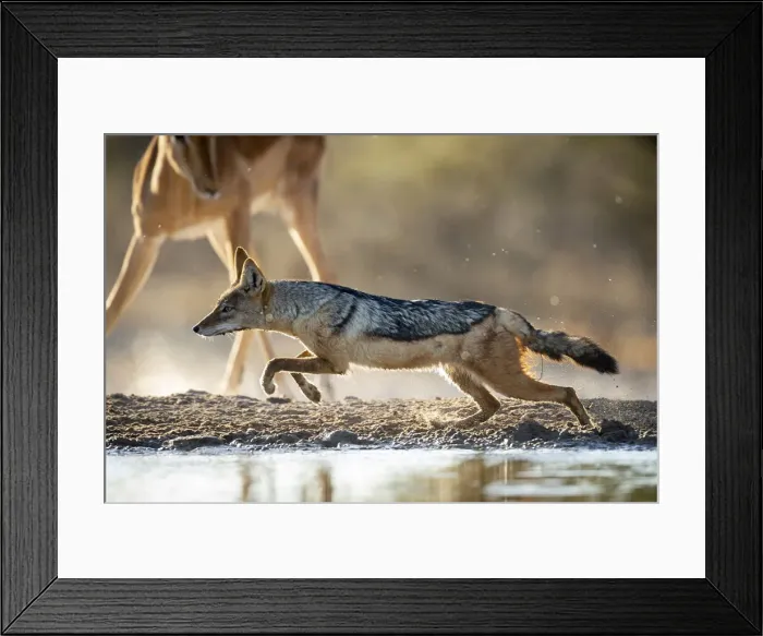 Framed Print : Black Backed Jackal, Kalahari Desert, Botswana Framed Print : Black Backed Jackal, Kalahari Desert, Botswana
