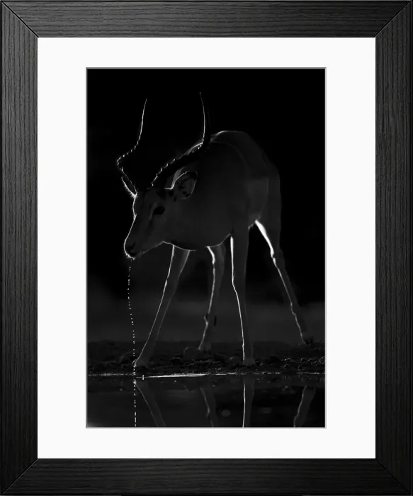 Framed Print : Impala. Kalahari Desert, Botswana Framed Print : Impala. Kalahari Desert, Botswana