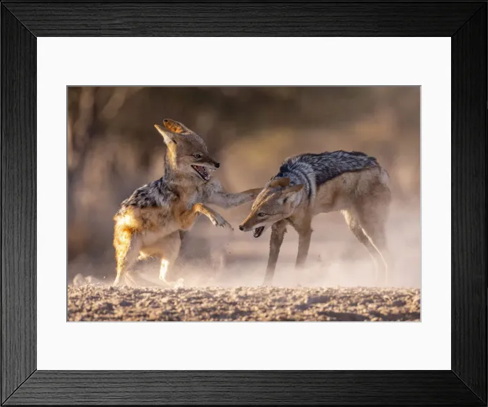 Framed Print : Black Backed Jackal, Kalahari Desert, Botswana Framed Print : Black Backed Jackal, Kalahari Desert, Botswana