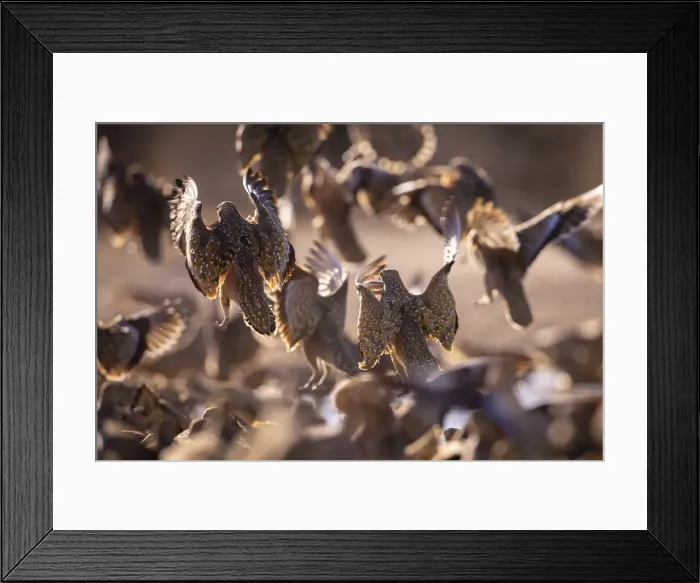 Framed Print : Burchells Sandgrouse, Kalahari Desert, Botswana