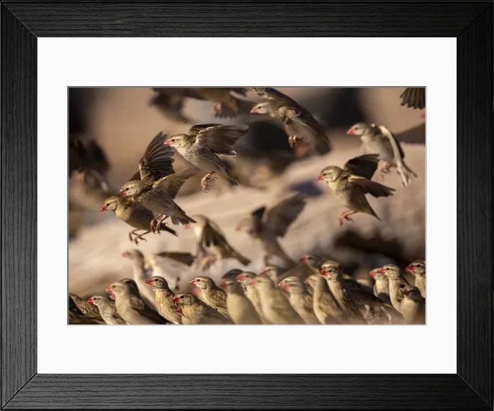 Framed Print : Red Billed Quelea, Kalahari Desert, Botswana Framed Print : Red Billed Quelea, Kalahari Desert, Botswana