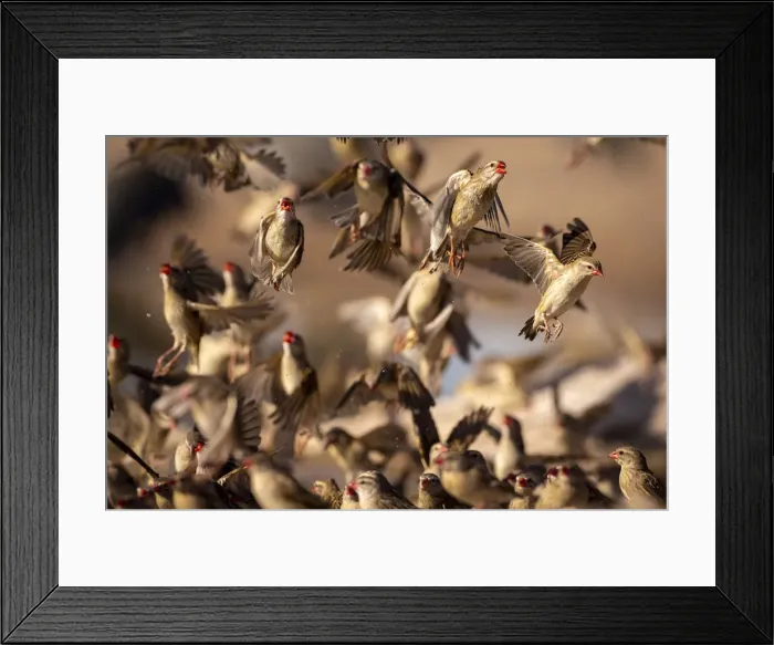 Framed Print : Red Billed Quelea, Kalahari Desert, Botswana Framed Print : Red Billed Quelea, Kalahari Desert, Botswana