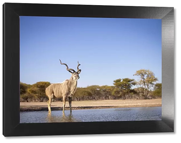 Greater Kudu, Kalahari Desert, Botswana
