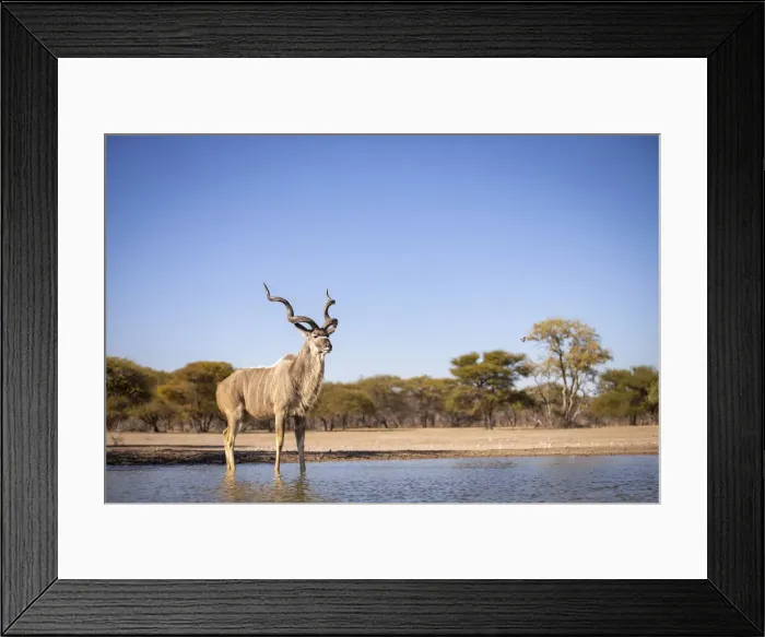 Framed Print : Greater Kudu, Kalahari Desert, Botswana Framed Print : Greater Kudu, Kalahari Desert, Botswana