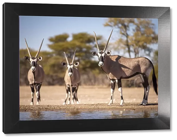 Oryx, Kahalari Desert, Botswana